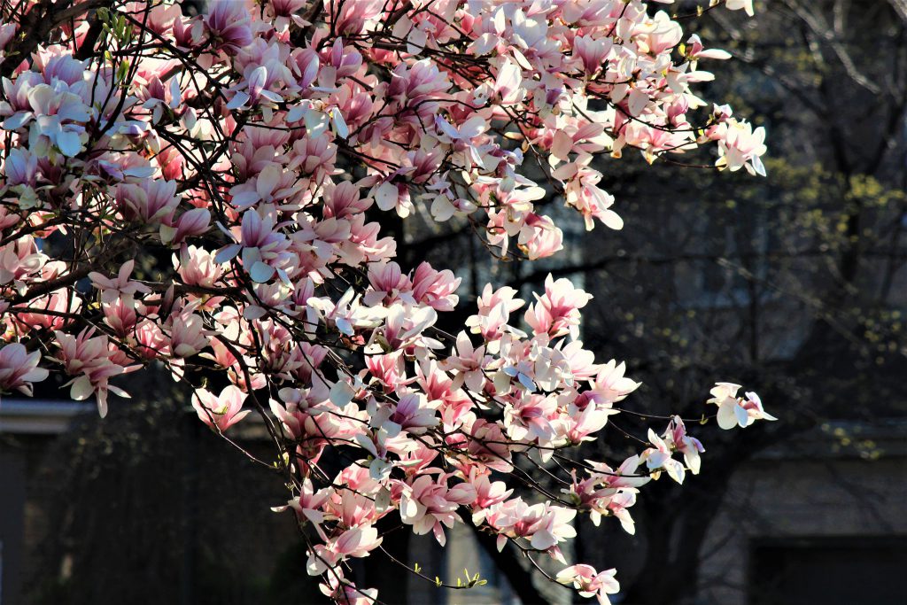 Centre de medecine de Montreal Acupuncture Amelia Pacili Blossom Tree in front of Clinic